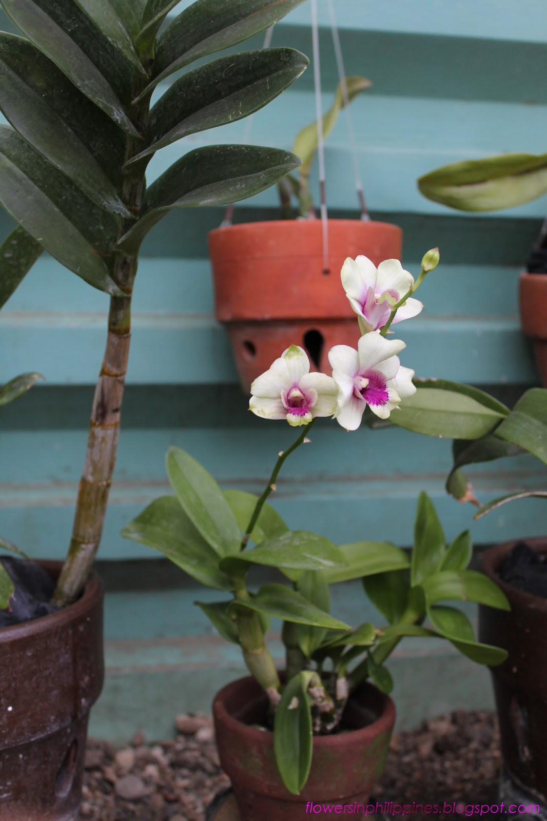 FLOWERS IN THE PHILIPPINES DendrobiumCattleya