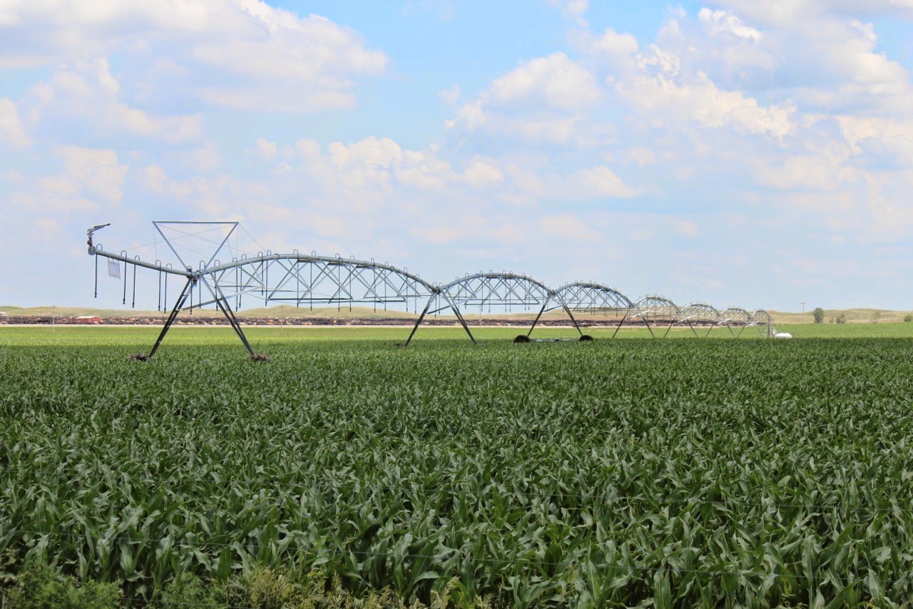 Nebraska Corn Kernels 54 of Nebraska's Corn Crop ranks "Good"