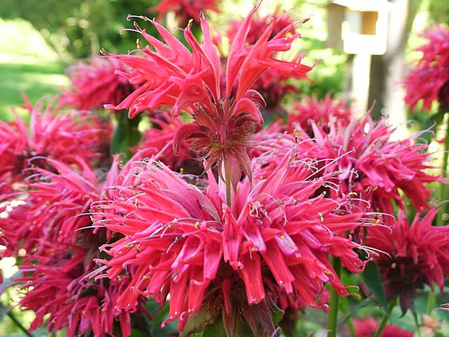 mold on bee balm plant mold on bee balm plant
