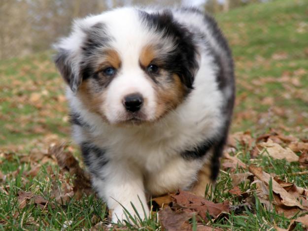 australian shepherd puppies puppy dogs australian shepherd puppies brown australian shepherd puppies puppy dogs australian shepherd puppies brown