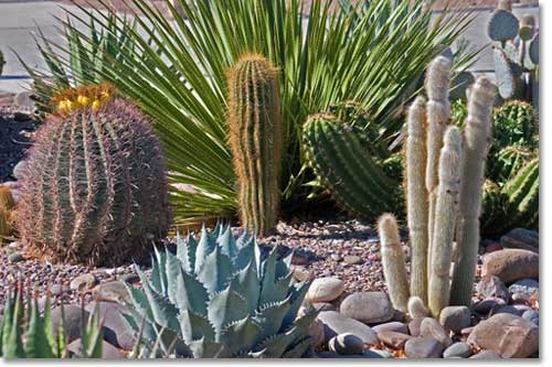 Arizona Landscaping Plants