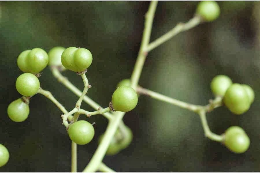 The Bogo Tree The Bogo Times City of Bogo and 4th District of Cebu News Updates