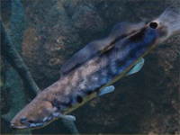 Bowfin