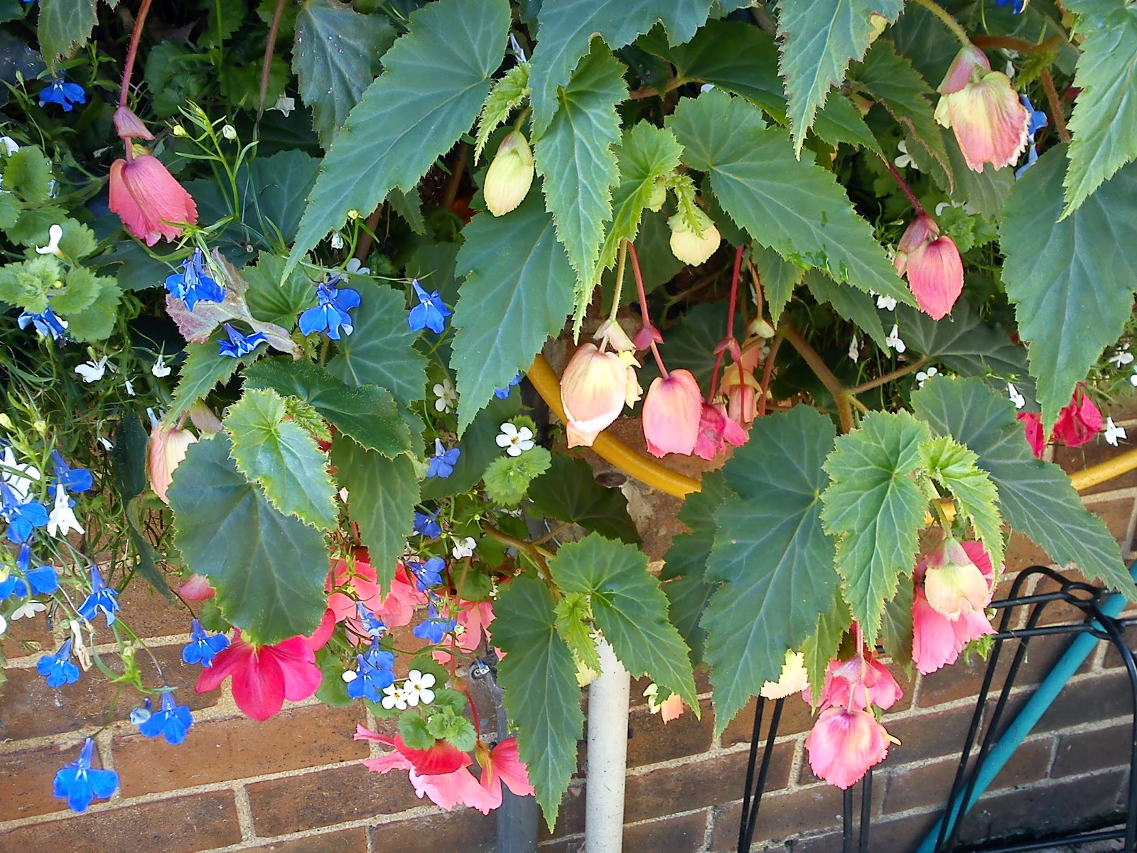 OVERWINTERING BEGONIAS & DAHLIAS