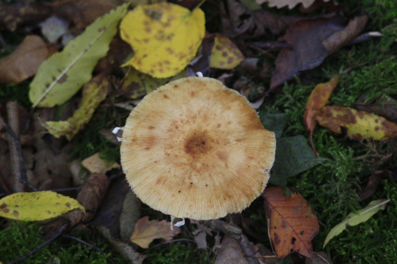 Unterfrankes Welt Pilze im Wald 23 brauner Pilz mit