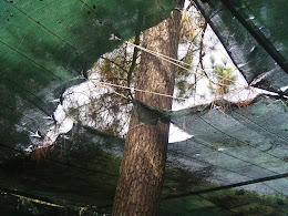 LA SOMBRA DEL ÁRBOL