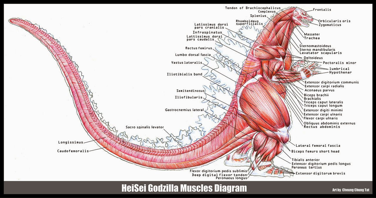 felix ip。蟻速畫行: HeiSei 90s Godzilla Muscles Diagram