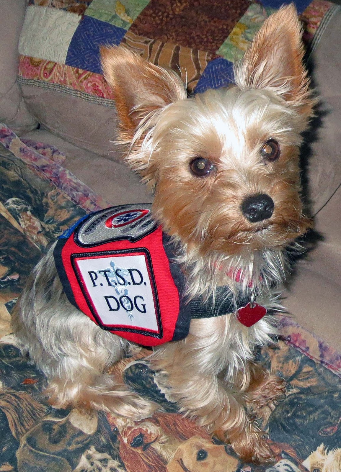 Pin on Service Dogs PTSD