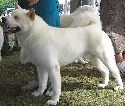 American Akita Dog