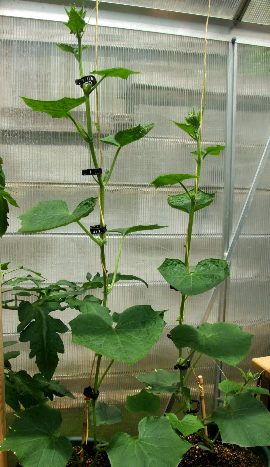 Hydroponic Little leaf cucumber trial