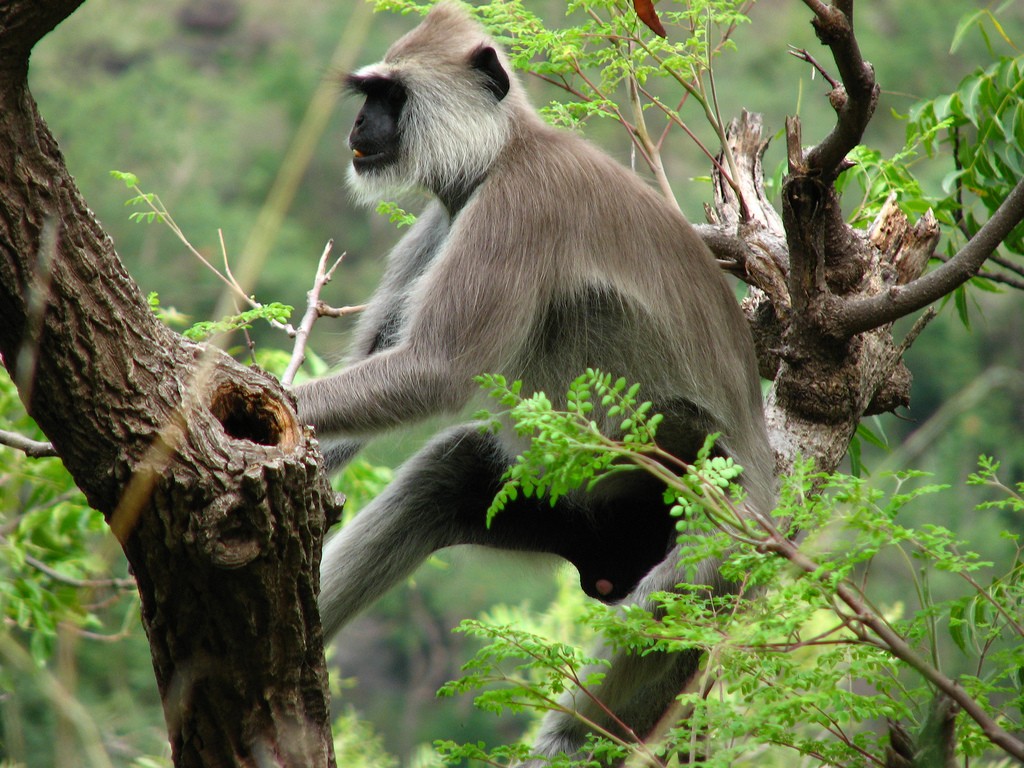Animals In Munnar