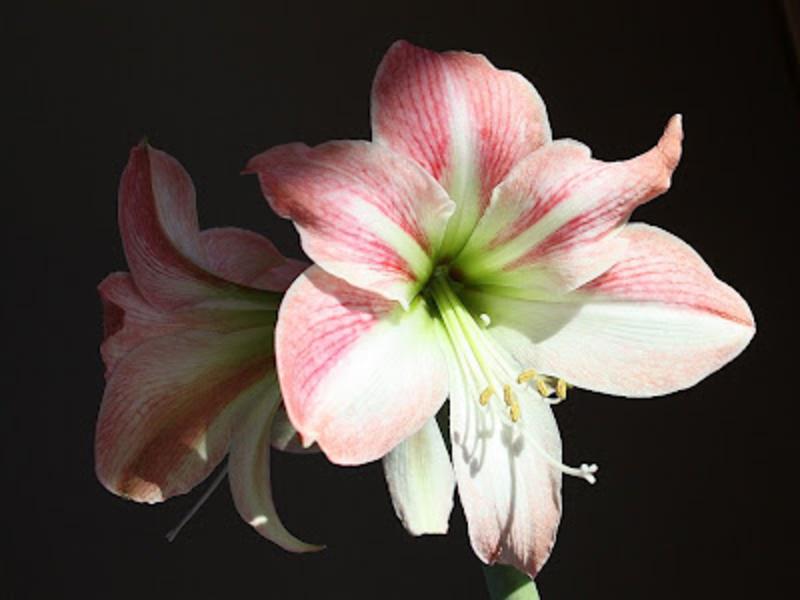 Flowers And Meanings Amaryllis Flower Picture And Meaning