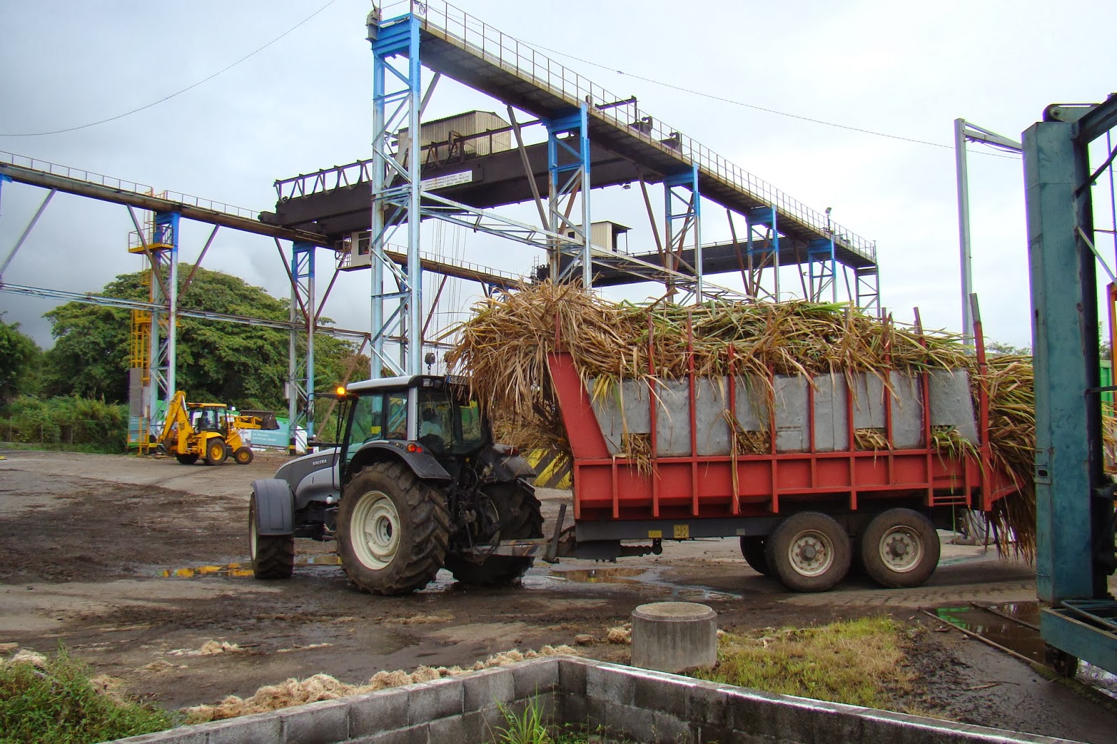 La canne à sucre, 974