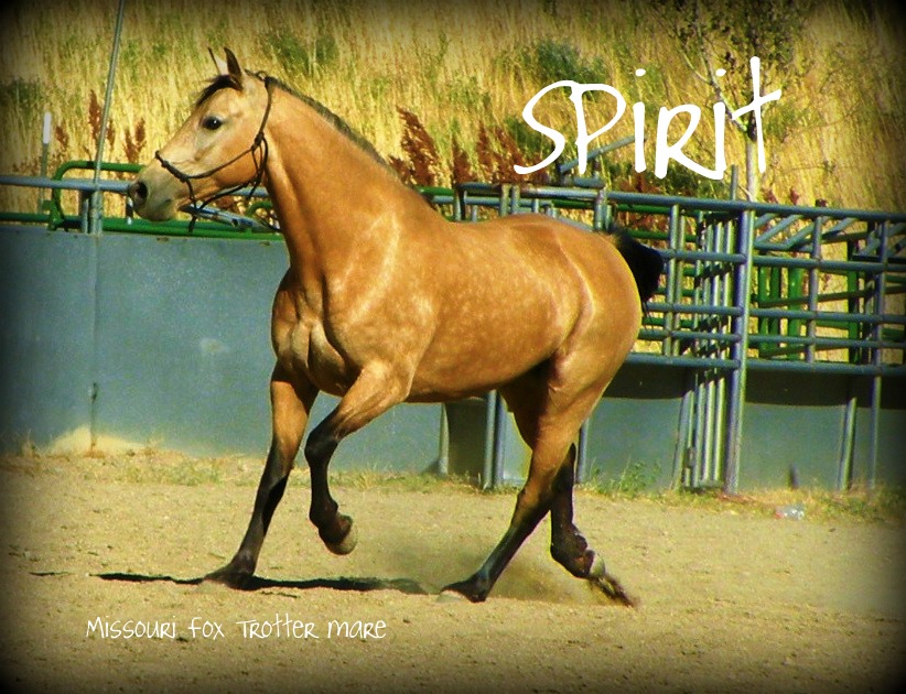 Spirit