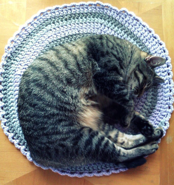 Mochi's Pinono Start anew and crochet cat blanket