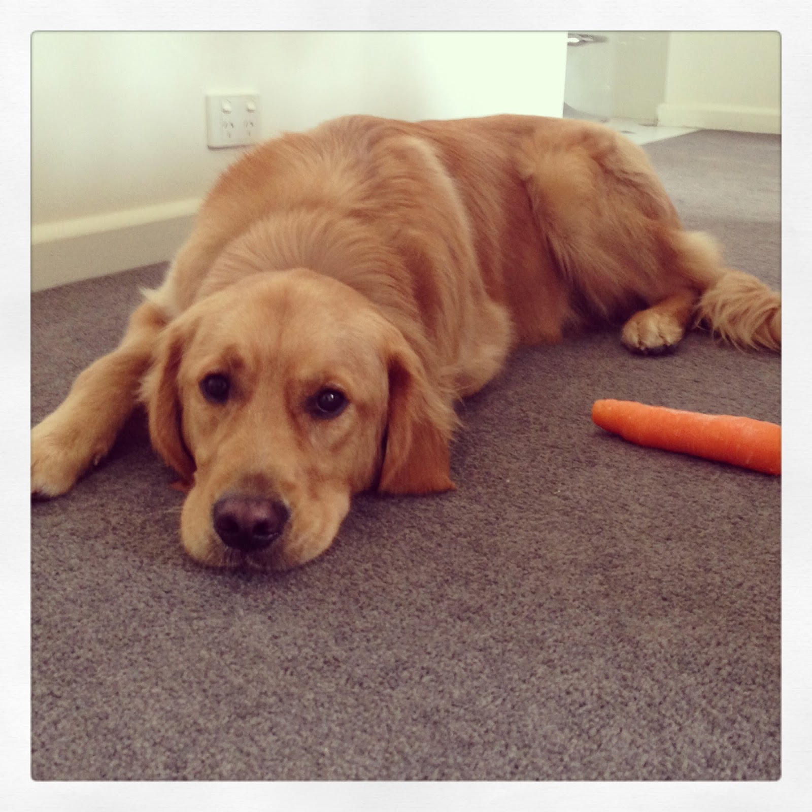 mydogjourney My Dog Has Meningitis