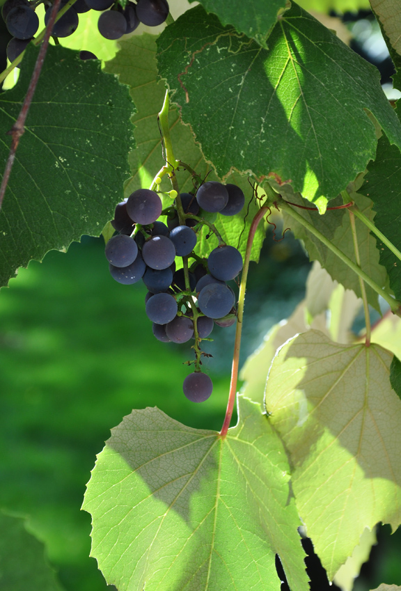 Three Dogs in a Garden The Garden in the first days of September
