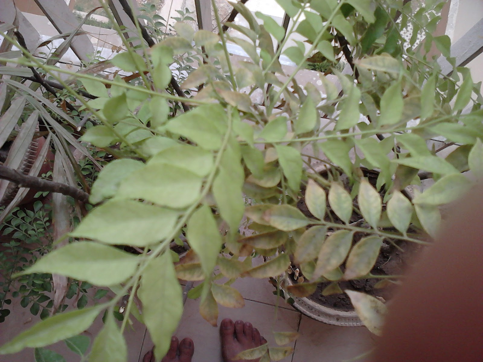 Garden Care Simplified Neem Plant Growing in Container