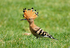 The Israel's National Bird