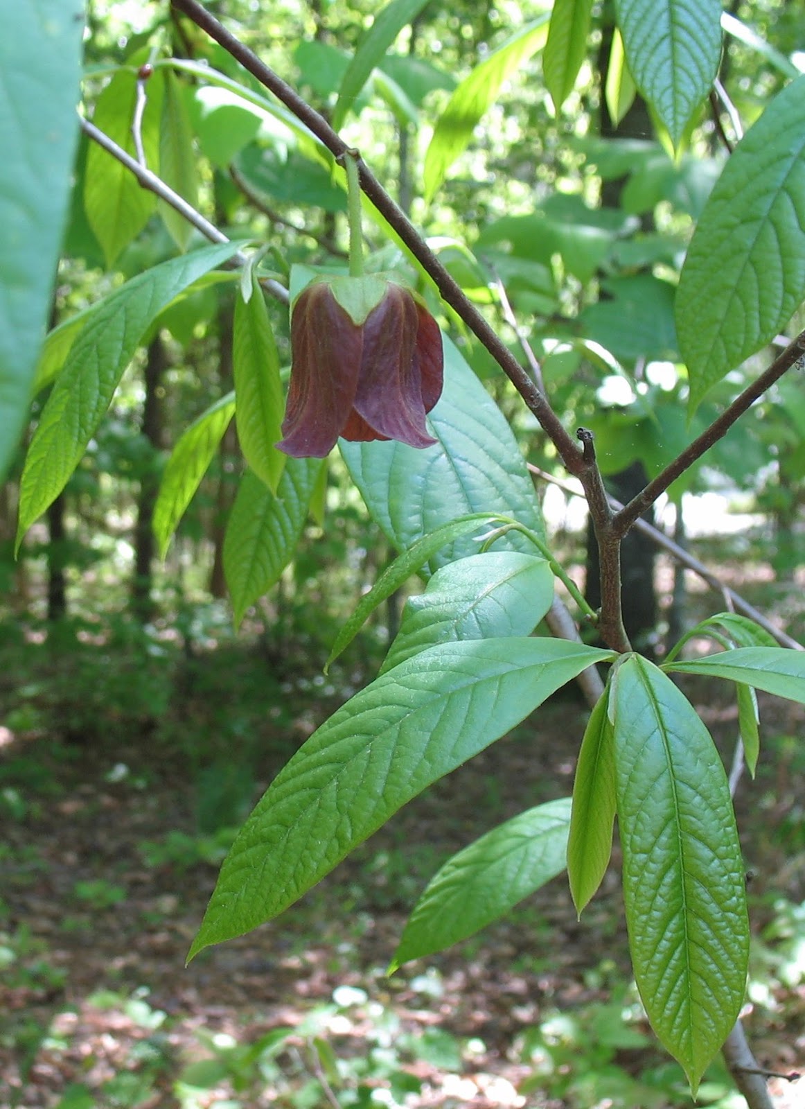 Using Native Plants Native Fruits in