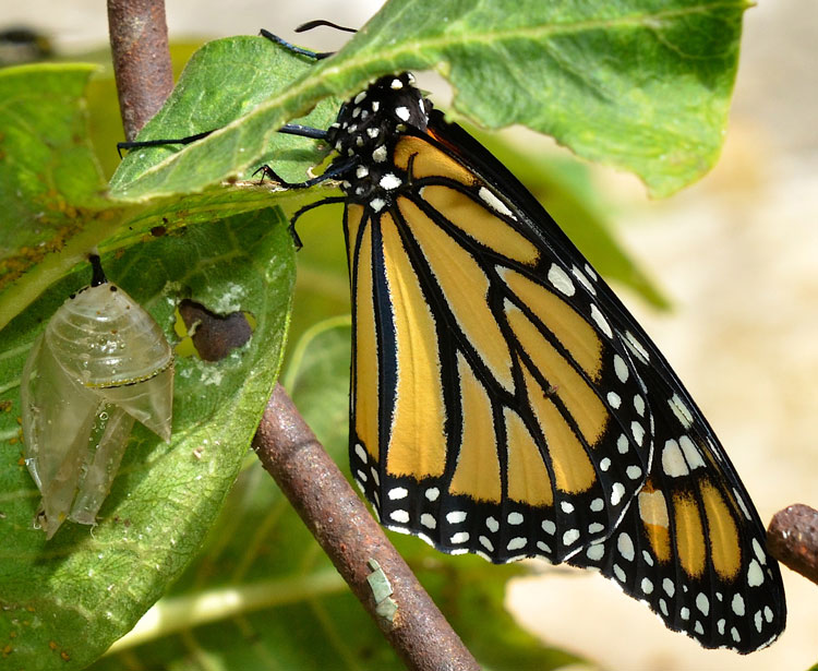 Red and the Peanut: Monarch butterfly—from chrysalis to flight...