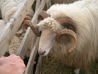 Eye balling sheep 4