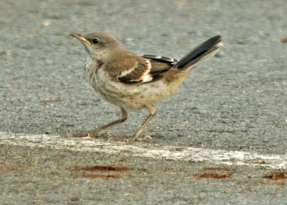 Birding with Lisa de Leon Juvenile Northern Mockingbird