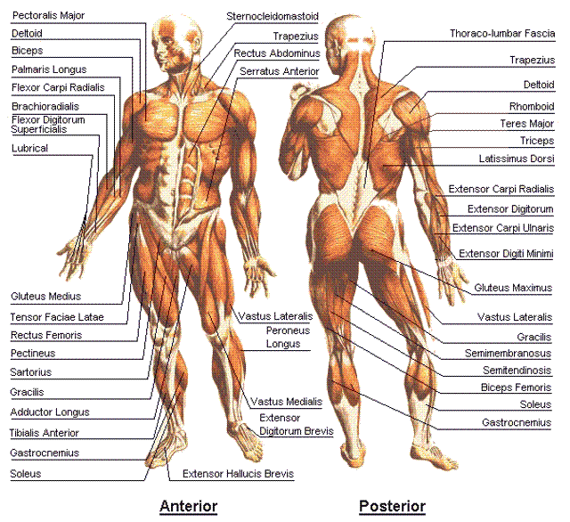 Bodybuilding Muscle Chart