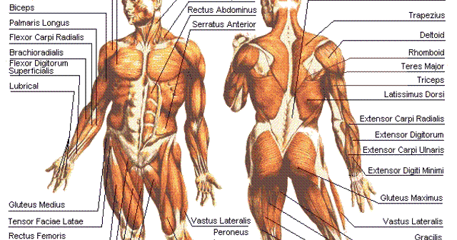 Bodybuilding Anatomy Chart