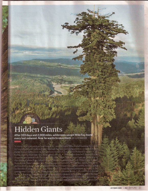 Tallest Tree In The World