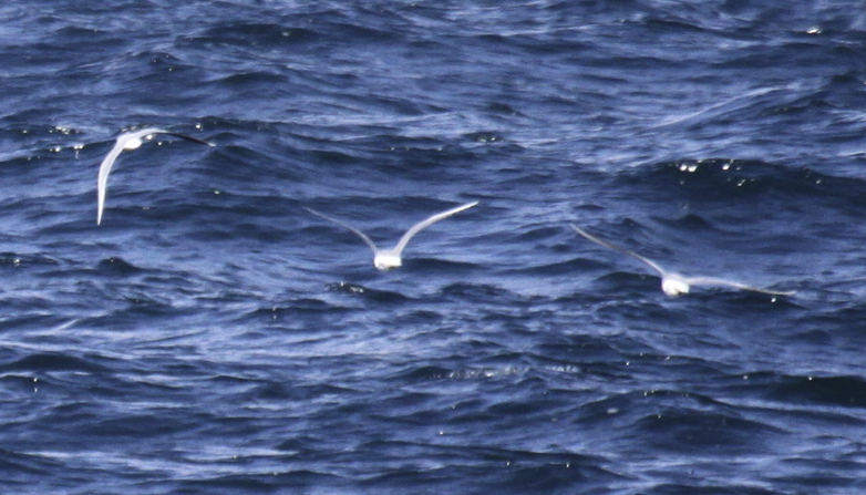 Little Gull on the left