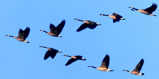 Konsep Fisika Dibalik Migrasi Burung