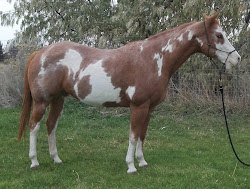 About Rockie, aka Sonalita Dee Bar (APHA)