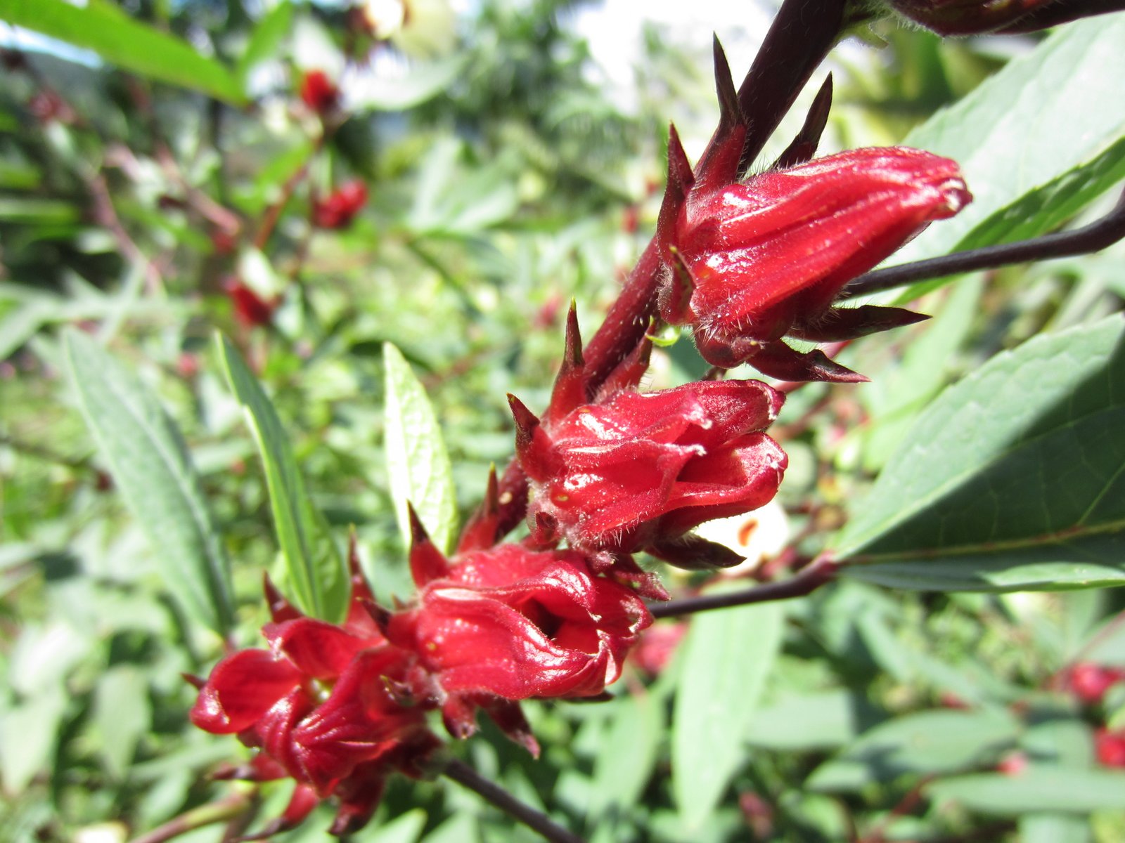 natural Hibiscus sabdariffa o flor de jamaica, the roselle...