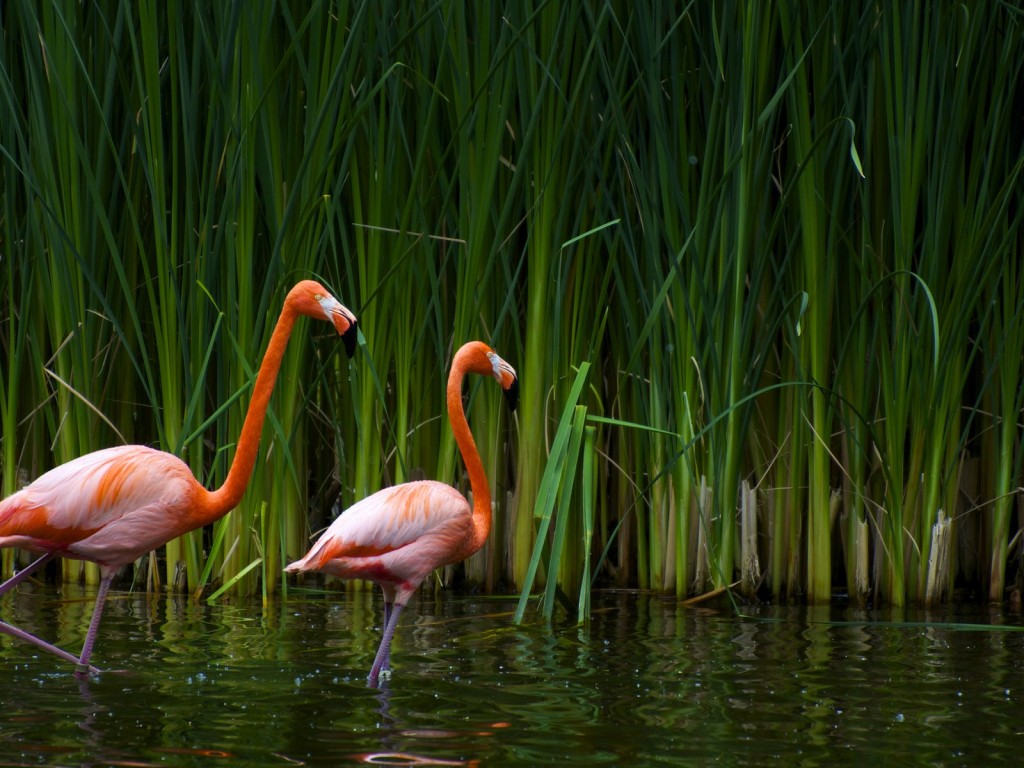 Pink Birds Wallpapers - Entertainment Only