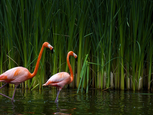 Pink Birds Wallpapers - Entertainment Only