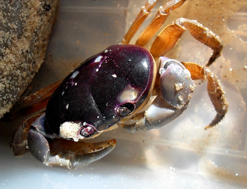 My Adventure with Halloween Moon Crabs Long time, No post!