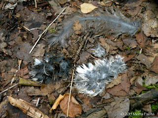 Squirrel (Tamiasciurus hudsonicus) remains. 