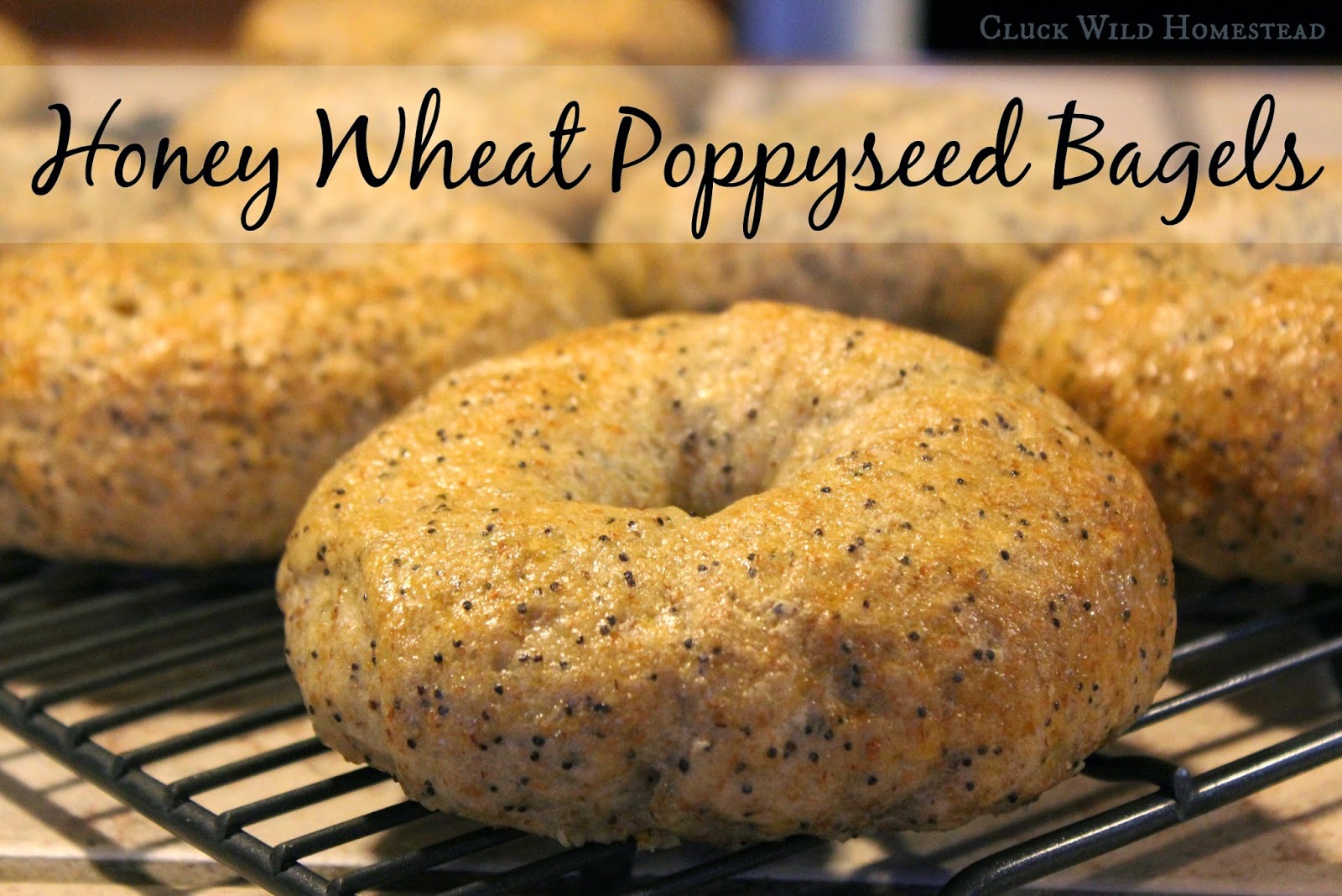 Cluck Wild Homestead Honey Wheat Poppyseed Bagels