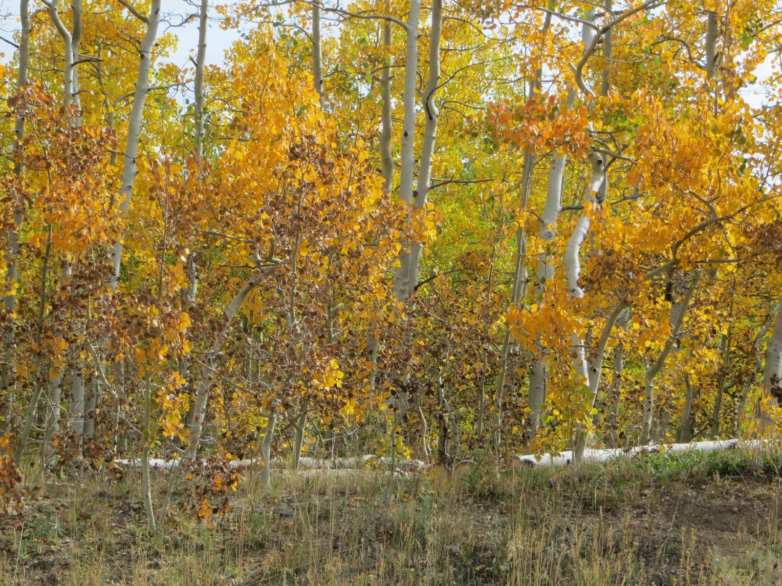 COHorts Aspen, cottonwood leaf diseases not lethal to trees, but
