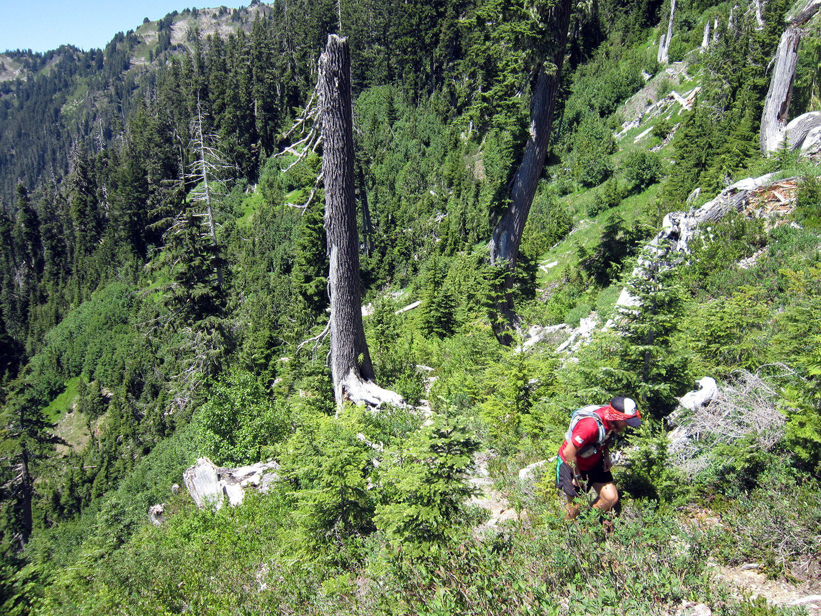 Seeking Ultra SkylineNorth Fork Quinault loop, Olympic National Park