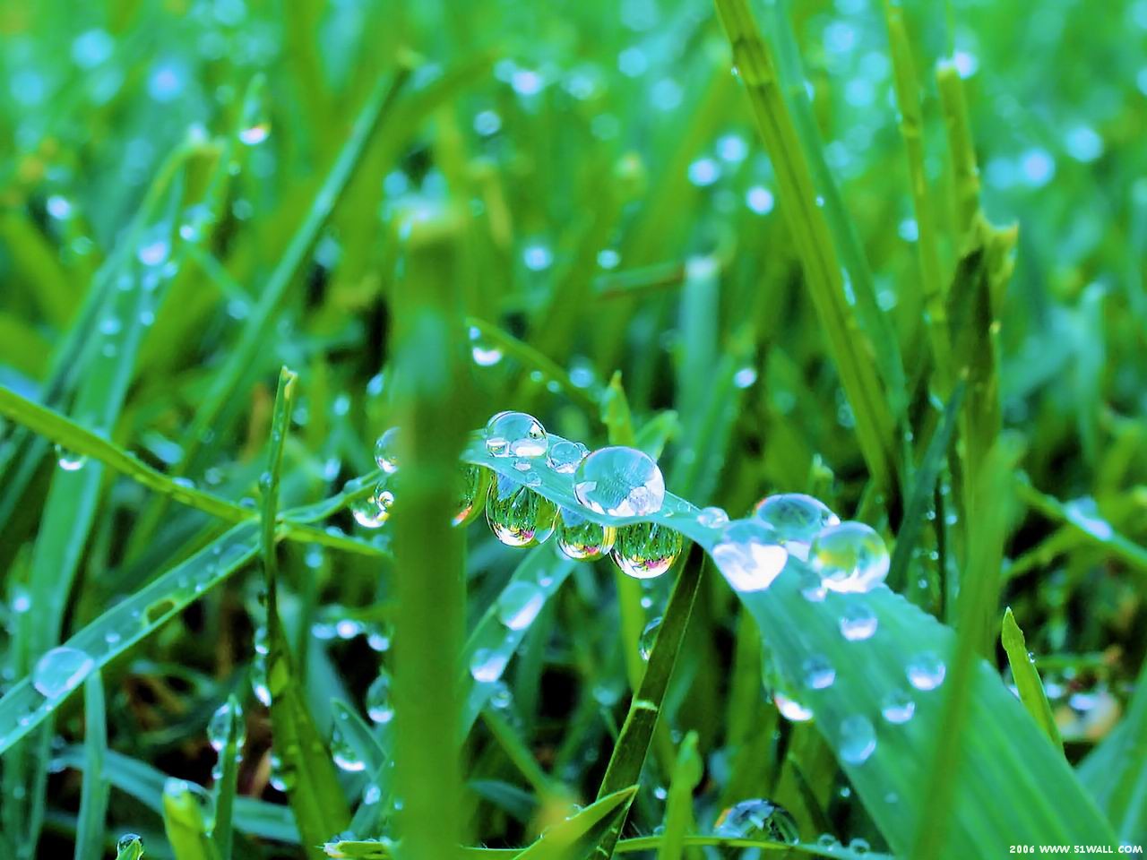 high definition green wallpapers high definition green wallpapers