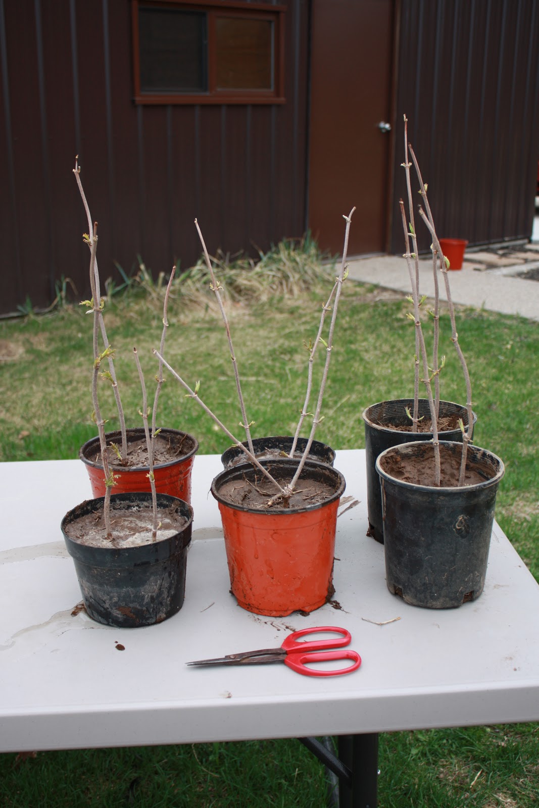 Homesteading At Redtail Ridge Elderberry Trimming