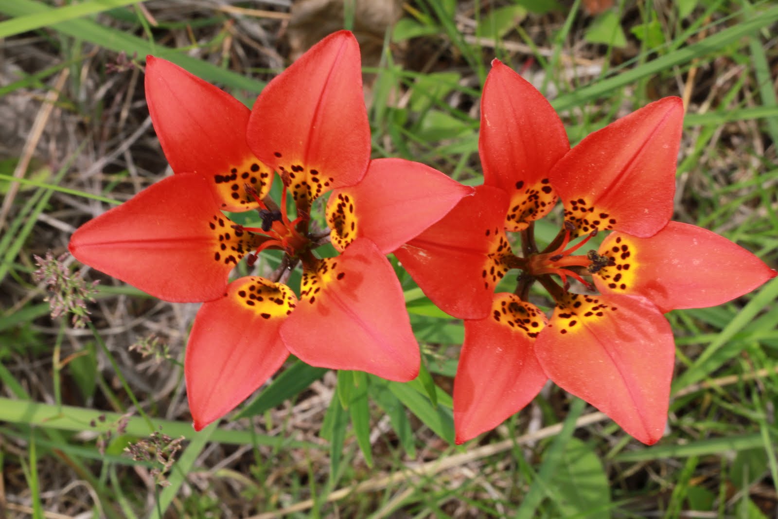 Chicago Native Plants Lilium philadelphicum