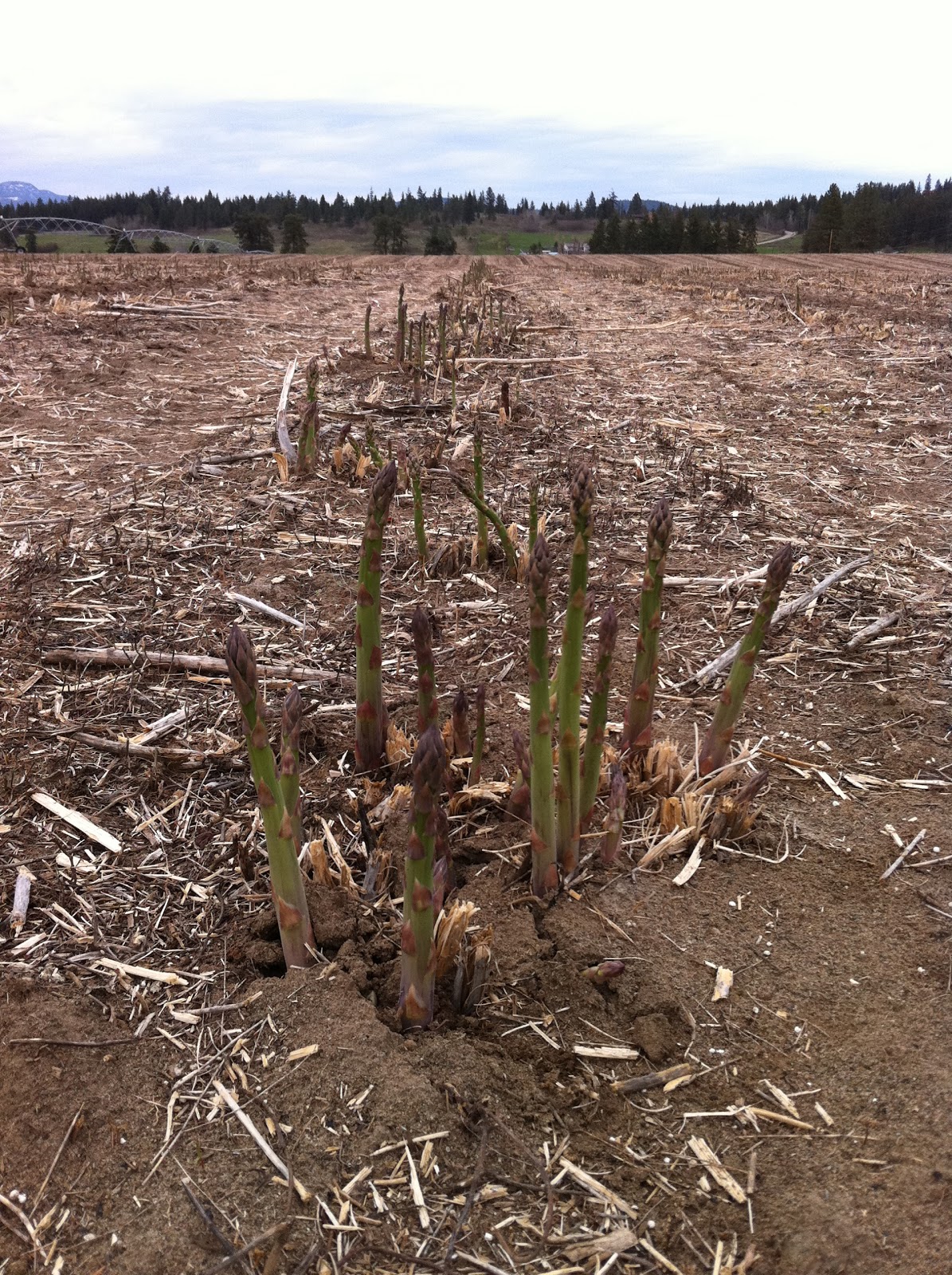 Okanagan Asparagus Farm Asparagus in Armstrong