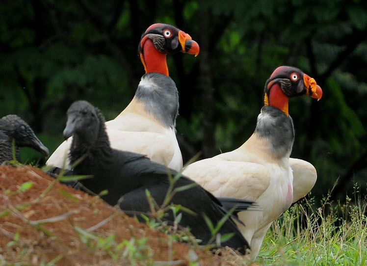 King Vulture The Biggest Animals Kingdom