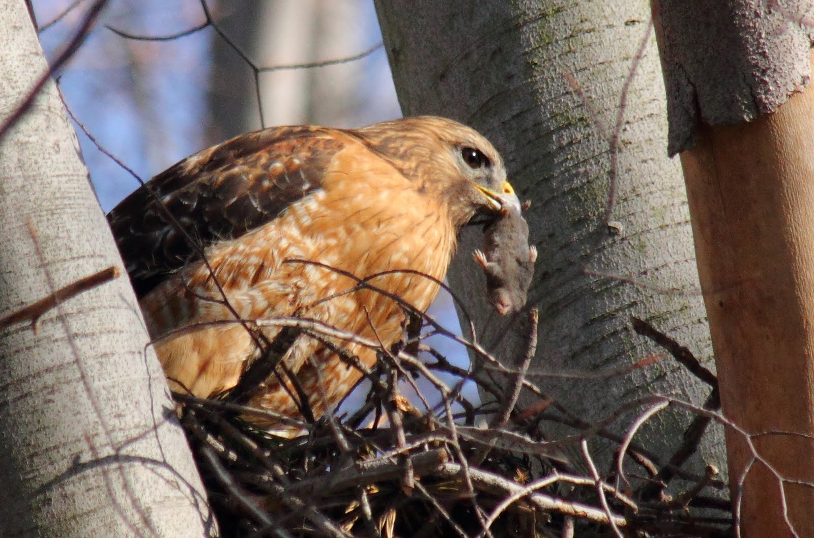 Virginia Life Red Shouldered Hawks at Lake Mercer
