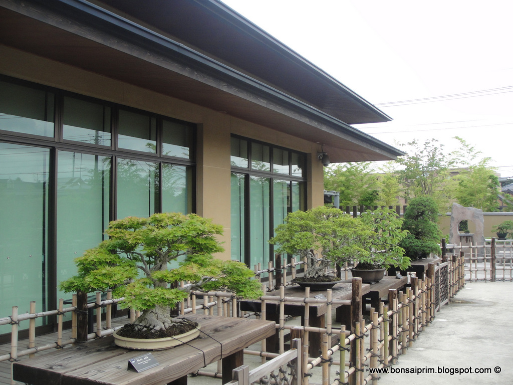 The Omiya Bonsai Art Museum, Saitama DSC09331