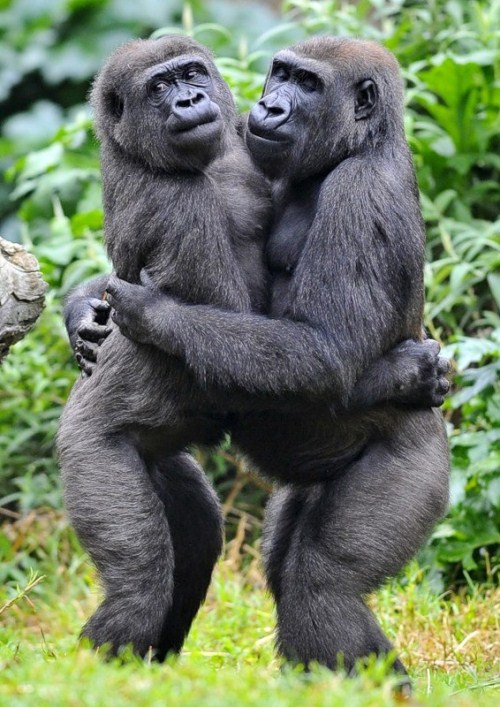 Funny gorilla pics Funny Animal