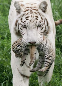 Baby+white+tigers